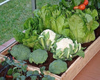 Palram - Canopia Greenhouse Drip Irrigation Kit for All Greenhouses - Image 5
