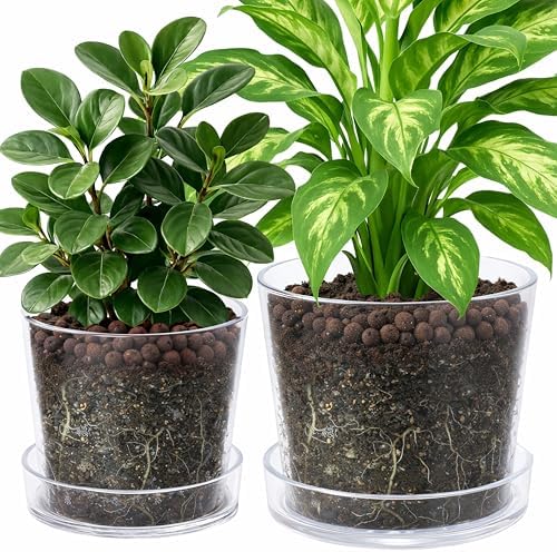 Phoenix Vine 8 Inch 10 Inch Clear Acrylic Houseplants Planter Pot with Tray, Orchid Pot with Drainage Holes, Deep Saucer for Bottom Watering, Transparent Containers for Indoor Plants, Herbs, 91-B-Y by Phoenix+Vine