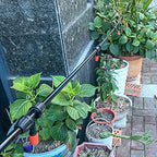 Quick Connect Drip Irrigation System for Lawn and Greenhouse, 49.2FT - Image 2
