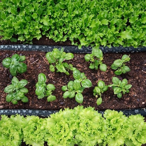 Flat Soaker Hose 50FT*4 Heavy Duty Double Layer Design Save 80% Water for Garden Lawn and Flower Bed Drip Irrigation (200FT) - Image 4