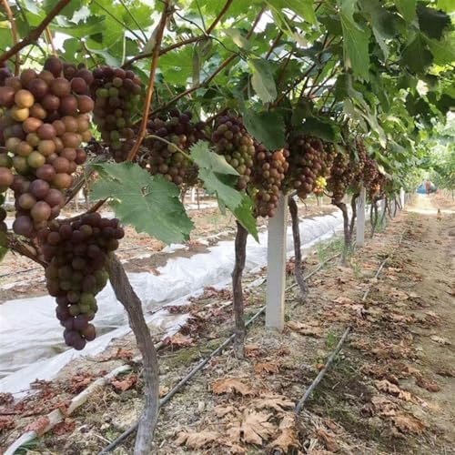 1pcs 16mm 1-Hole Drip Irrigation Hose Space 300mm, For Fruit Tee Greenhouse Irrigation Drip Hose Tape Micro Irrigation System Seepage Pipe 100m~5m ( Color : Space 300mm , Size : 100m(2RollsX50m) ) - Image 6