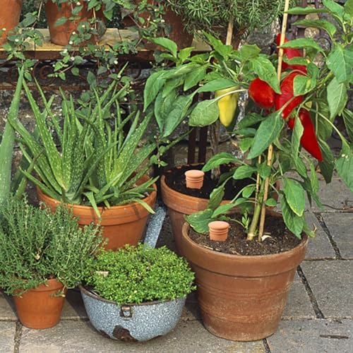 2pcs 10 * 5 * 5in Ollas Plant Watering Globes 61oz Terracotta Watering Pot Watering Bulbs for Outdoor and Indoor Plants Large Reservoir Bulbs with lid Terra Cotta Clay Irrigation Globes - Image 6