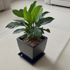 Square Ceramic Plant Saucer Tray 12 13 14 Inch Black,14" OD x12.2 ID x1.6 Deep, Sturdy Heavy Duty Glazed Planter Drip Flower pots with Catch Basin for Indoor Outdoor Plants(14" Black) - Image 4
