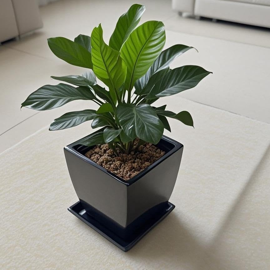 Square Ceramic Plant Saucer Tray 2 Pcs 8 9 10 Inch Black, 9.3" OD x8.3 ID x1.3 Deep, Sturdy Heavy Duty Glazed Planter Drip Flower pots with Catch Basin for Indoor Outdoor Plants(10" Black) - Image 4