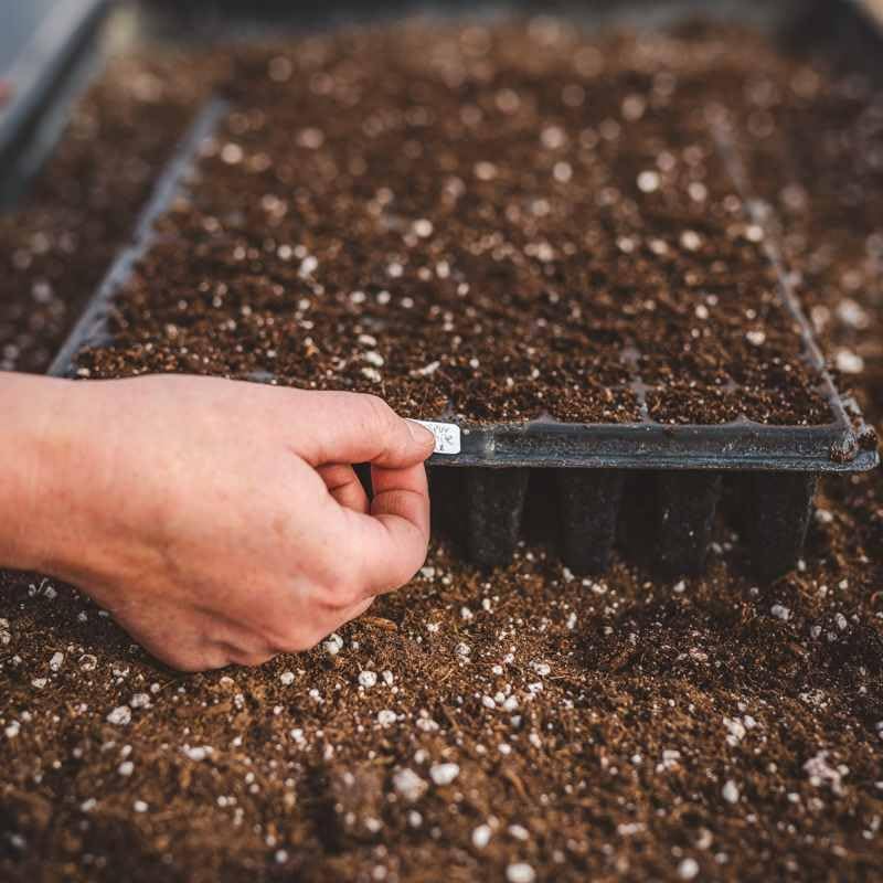 Bootstrap Farmer 128 Cell Seed Starting Tray Extra Thick Black 30 Trays - Image 2