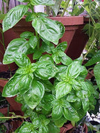 LARGE Vertical Gardening Stackable Planters by Mr. Stacky - Grow More Using Limited Space And Minimum Effort - Plant. Stack. Enjoy. - Build Your Own Backyard Vertical Garden - DIY Stacking Container System - For Growing Strawberry, Tomato, Pepper, Cucu... - Image 4