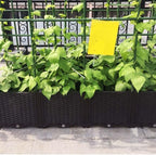 YSUEFIJO Raised Garden Bed Box Vegetable Planter, Planter Box Plastic Rectangle, Garden Bed Kit for Vegetables, Elevated Planter Box for Flower/Herb/Backyard/Patio/Balcony - Image 3