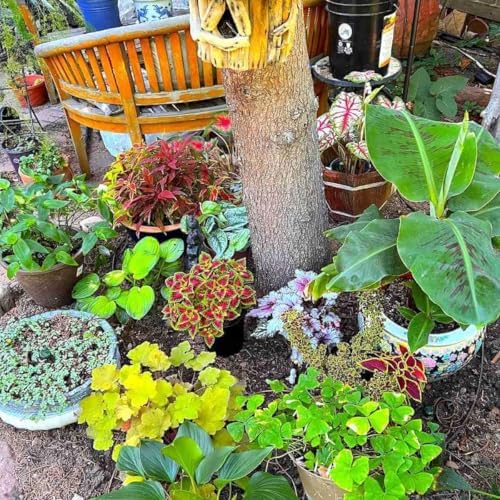 Backyard Irrigation Kit, Gravity Drip System for Container Gardening - Image 5