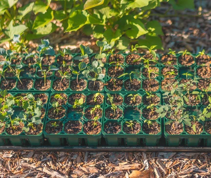 Vego garden 8 Pack Standard Seedling Trays with Seedling Tray Lids and 10" x 20" Bottom Watering Trays Seedling Suite - Image 5