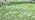 230FT Drip Irrigation System with 1/2" 1/4" Irrigation Tubing and Emitters - Image 7