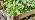 RISINGUP Solar Drip Irrigation System for 15 Potted Plants - Image 7